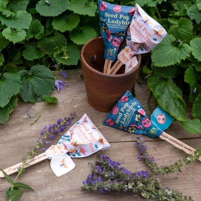 Rex London - Seed pops - Wildflower seeds (assorted - SINGLE)