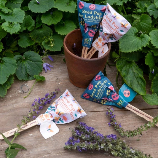 Rex London - Seed pops - Wildflower seeds (assorted - SINGLE)