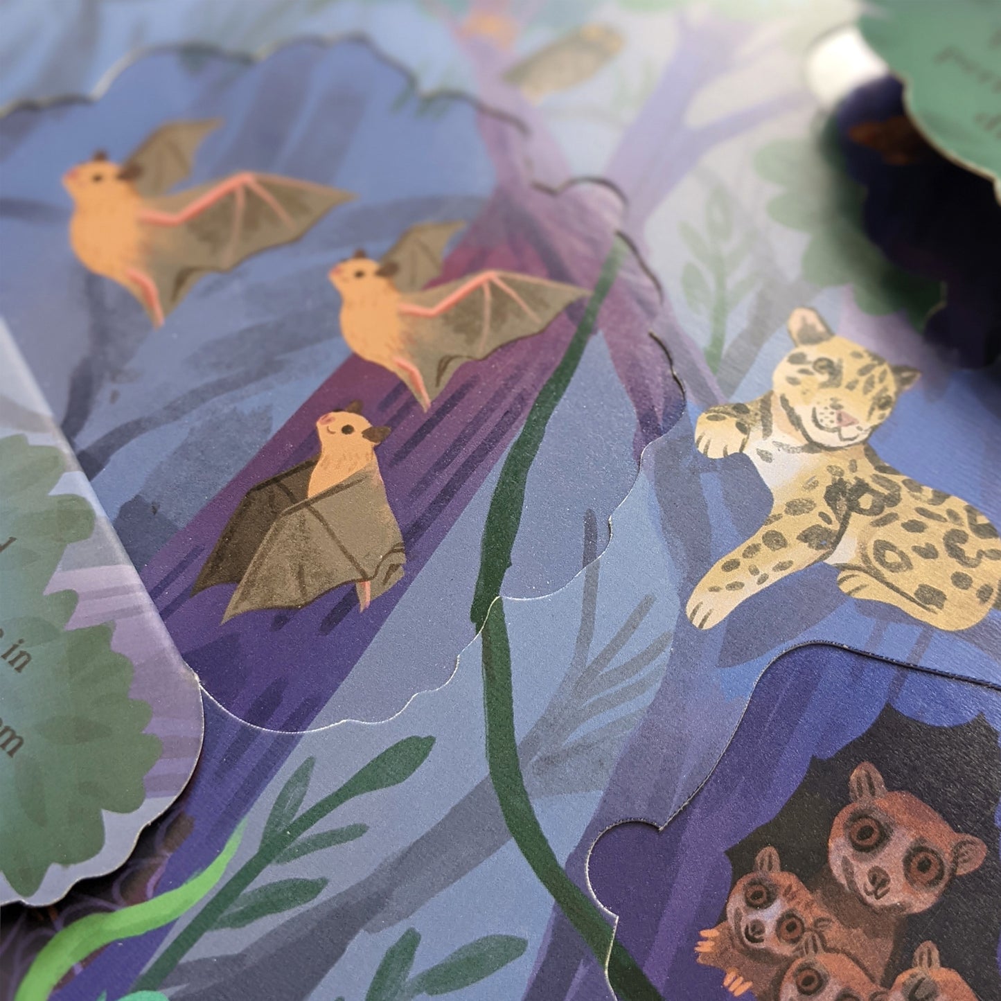 Let's Explore the Rainforest Book