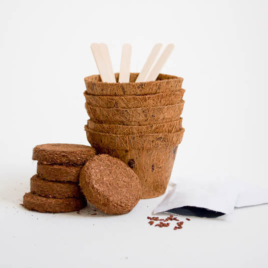 Grow Your Own Bonsai Trees - Grow It