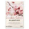 Plantive Blossom Plant Therapy Biodegradable Sheet Mask