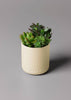 Aery Himalayan Cedarleaf Candle- Cream Clay